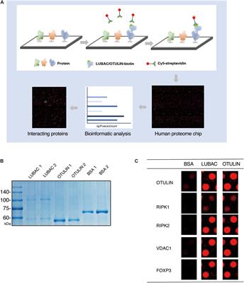 Global Screening of LUBAC and OTULIN Interacting Proteins by Human Proteome Microarray